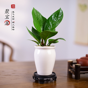 聚宝盆绿植盆栽新中式办公客厅桌面植物寓意小盆景观叶绿植好养