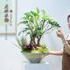 龙鳞春羽盆栽室内国风中式 桌面盆栽绿植好养盆景客厅办公摆件送礼