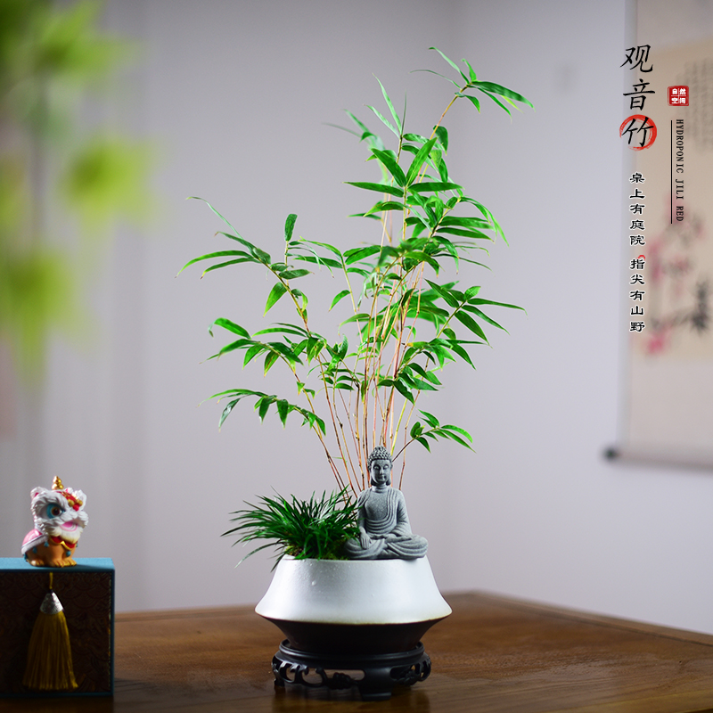 红观音竹盆栽米竹凤尾竹植物国风盆景茶室客厅办公桌面绿植凤尾竹