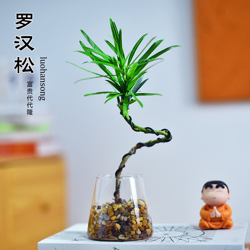 罗汉松盆栽造型桌面苔玉球盆栽办公室内客厅阳台植物好养小盆景