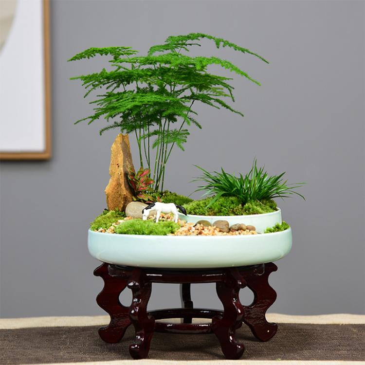 文竹盆景植物办公室四季常青