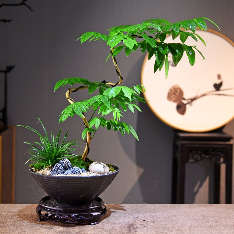 黄花梨盆栽阳台办公室绿植好养中式植物四季庭院名贵树苗盆景礼品