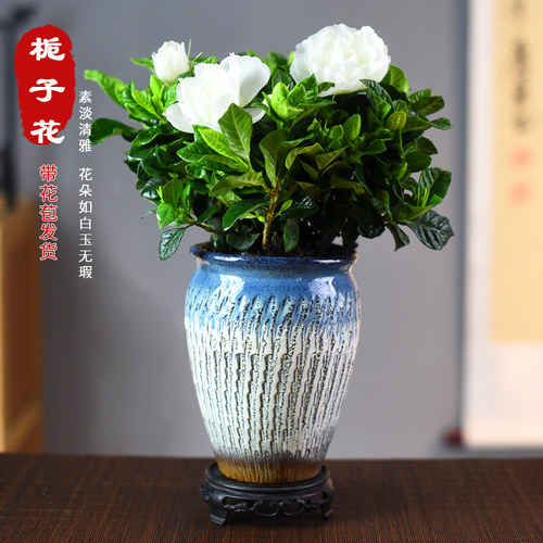 木本花卉栀子花书房客厅办公室