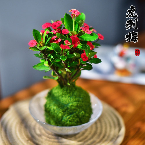 虎刺梅盆栽苔玉球桌面植物