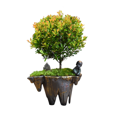 茶桌小叶赤楠盆景四季常青办公室