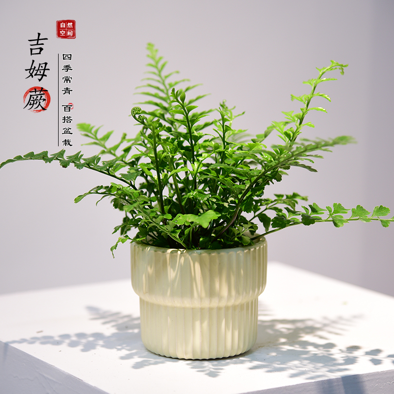 自然空间罗汉松盆景树庭院绿植