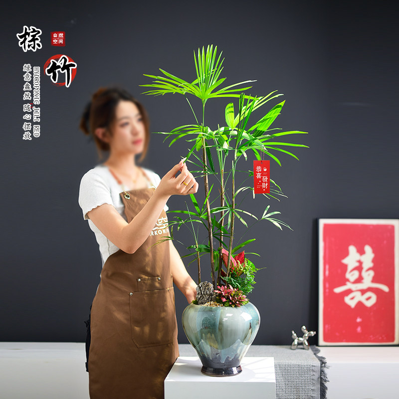 棕竹盆栽高杆观叶室内美观四季好养办公客厅网红竹植物创意礼品