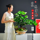 造型鸭掌木盆景植物鹅掌财绿植美观居家室内办公客厅阳台好养送礼