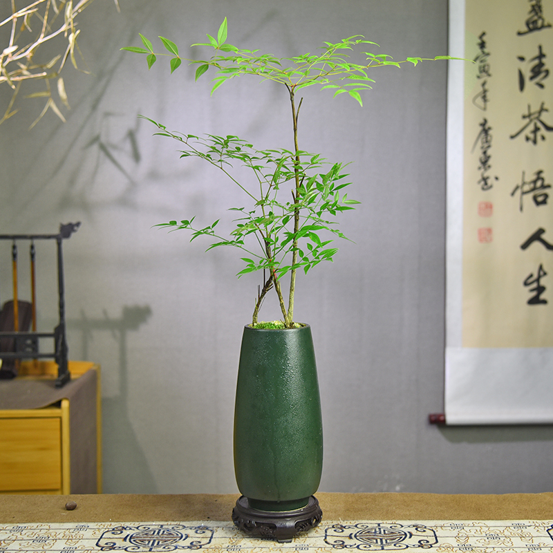 南天竹盆栽室内盆景庭院古风观叶客厅办公造景桌面装饰绿植好养活-封面