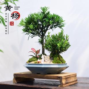 黄杨盆栽罗汉松盆景老桩客厅中式摆件桌面绿植创意植物办公室送礼