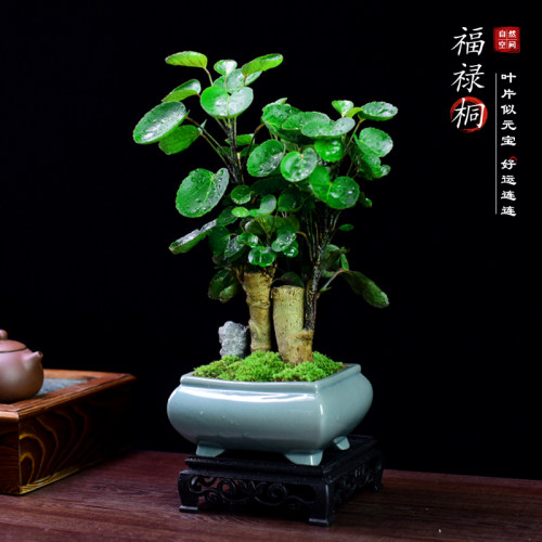 金钱兜盆栽老桩植物钱多多福禄桐办公室茶室桌面绿植室内客厅盆景