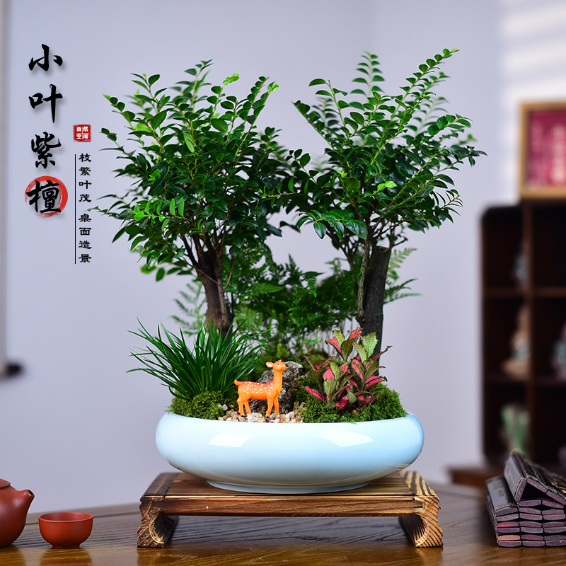 紫檀盆栽植物黑骨茶绿植室内办公茶室桌面中式盆景四季常青好养