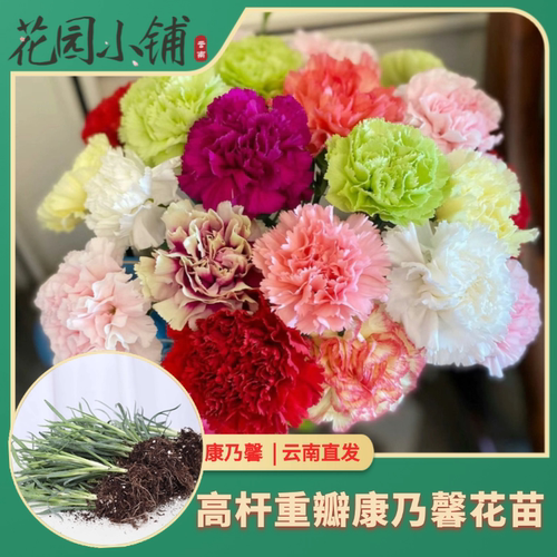 切花康乃馨重瓣高杆阳台盆栽四季
