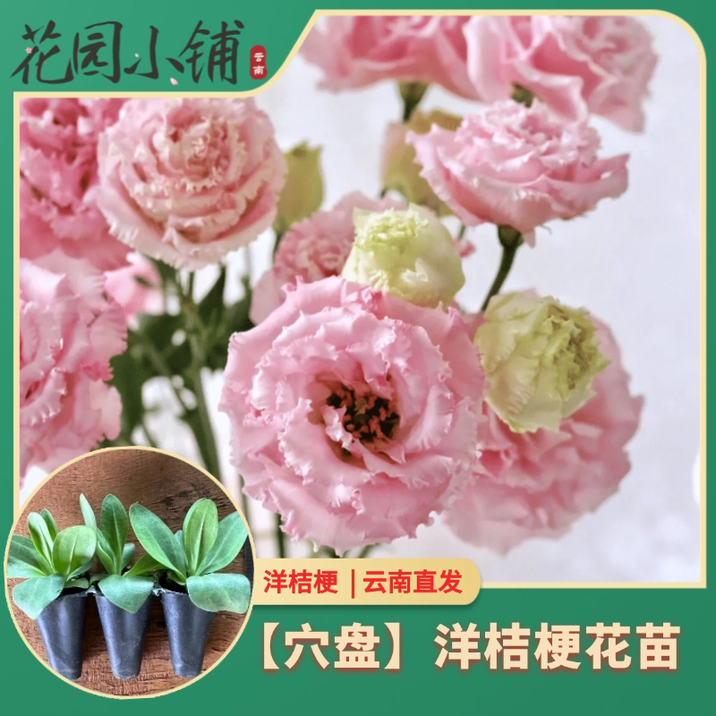洋桔梗穴盘苗切花花苗庭院盆栽原