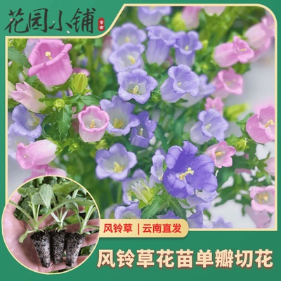 超级冠军风铃花苗切花苗