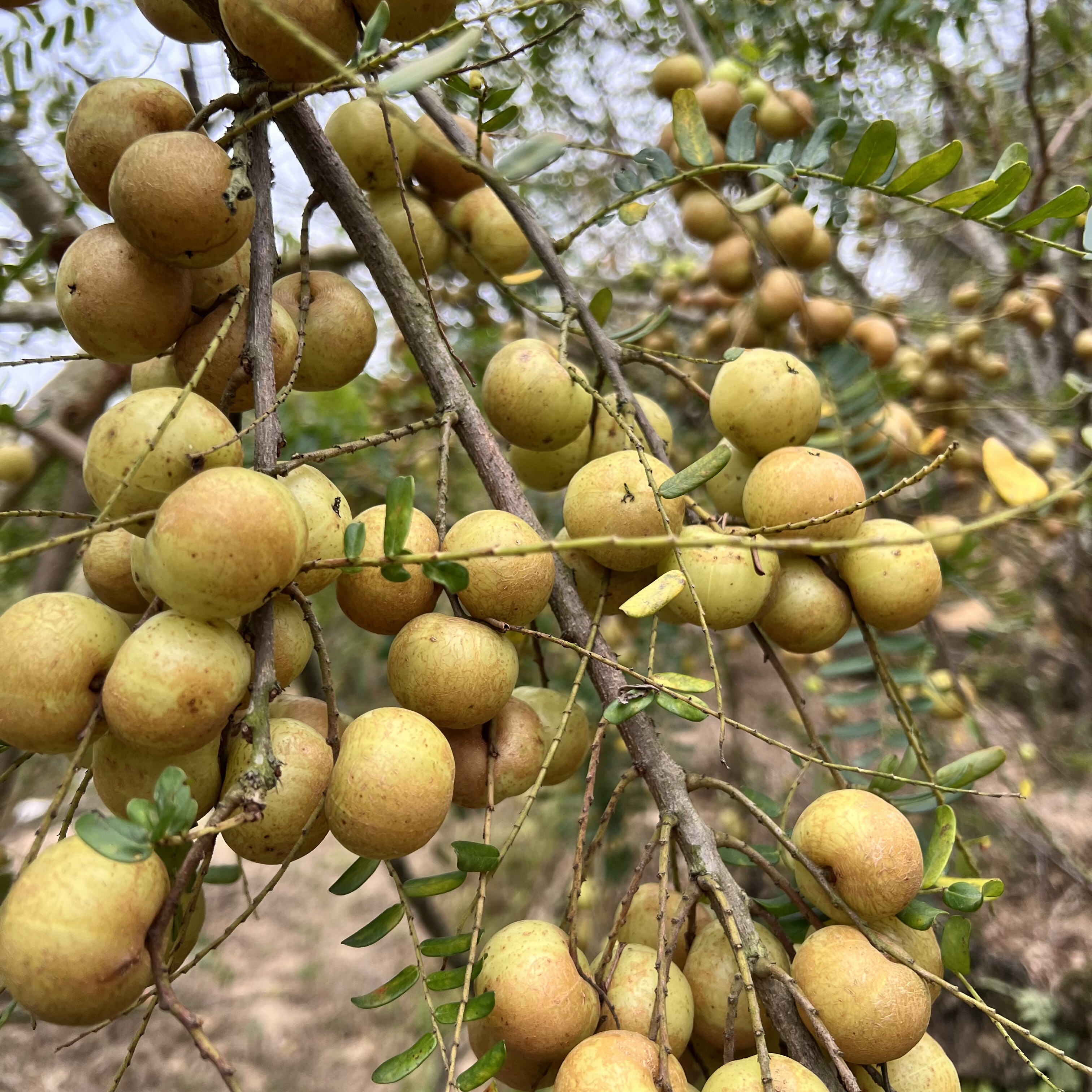 甜种油柑果 现摘新鲜余甘子油甘果牛甘果孕妇酸水果柿饼甜油柑果,水产肉类/新鲜蔬果/熟食,油甘果,淘宝优惠券,粉丝福利购,淘宝优惠卷