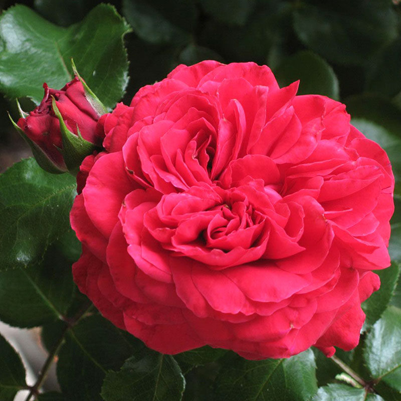 欧月灌木大苗红色达芬奇月季红达玫瑰有开花机器之称阳台庭院植物