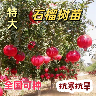 特大果石榴树苗当年结果突尼斯软籽石榴苗树盆栽庭院果树石榴树苗