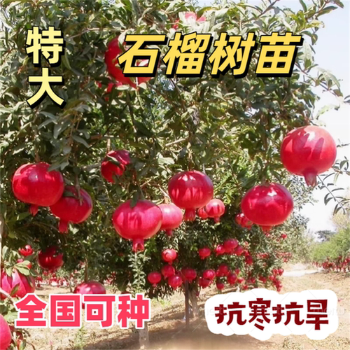 石榴树苗突尼斯软籽石榴苗树庭院