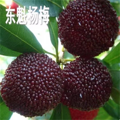 嫁接大果东魁杨梅树苗带土杨梅苗盆栽南方北方种植果树苗当年结果