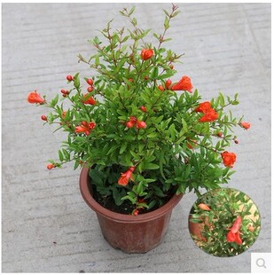 新品牡丹石榴花盆栽大苗四季开花重瓣花石榴树苗盆景室内庭院植物