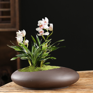 紫砂兰花花盆陶瓷2021新款创意文竹蝴蝶兰客厅绿植个性多肉大口径