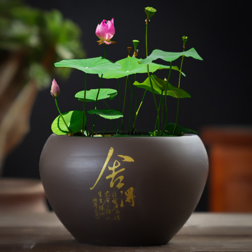 特价铜钱草睡莲碗莲盆紫砂