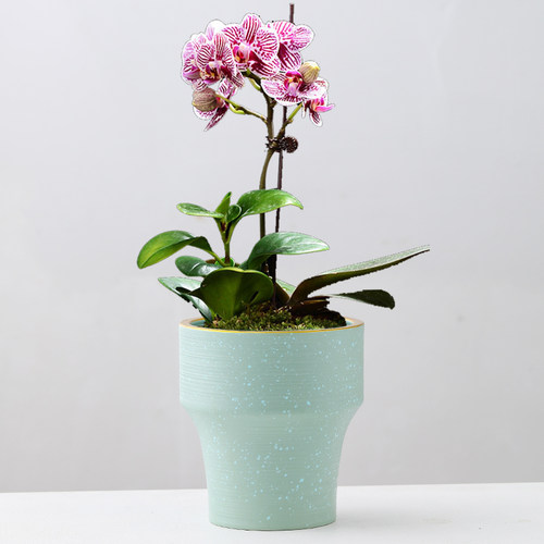 花盆陶瓷带托盘北欧简约轻奢高级感客厅绿植特大号蝴蝶兰专用花盆
