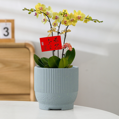 花盆陶瓷特价清仓小号蝴蝶兰带托盘家用北欧竖纹吊兰绿植花盆包邮
