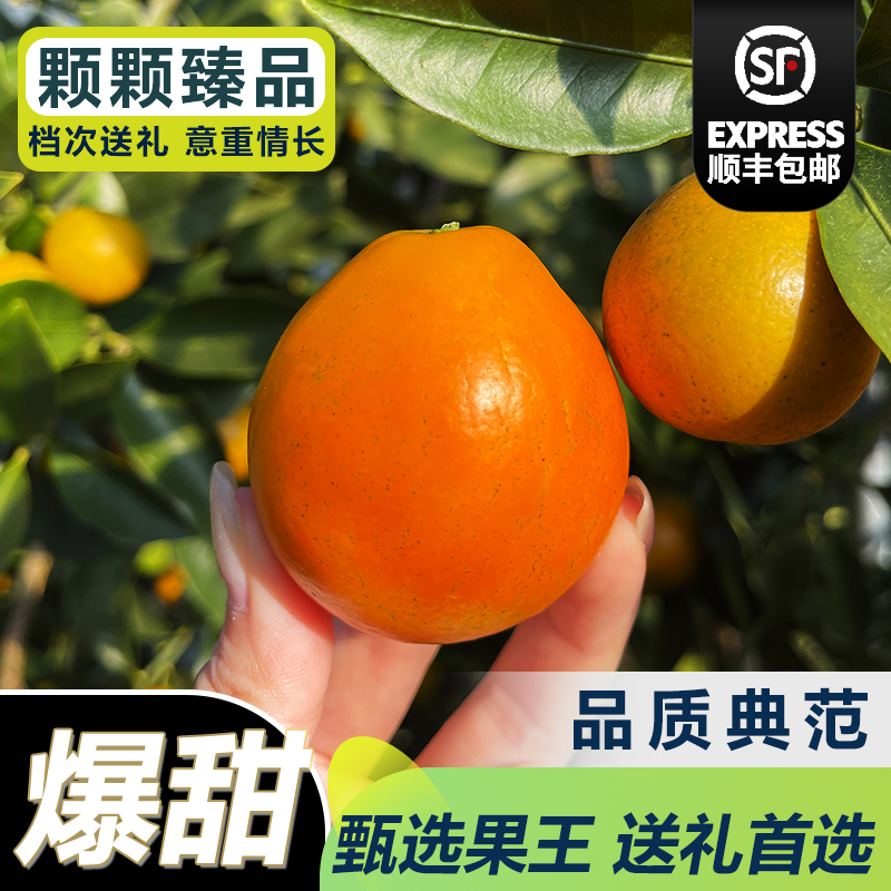 广西融安脆蜜金柑正宗大果王超甜