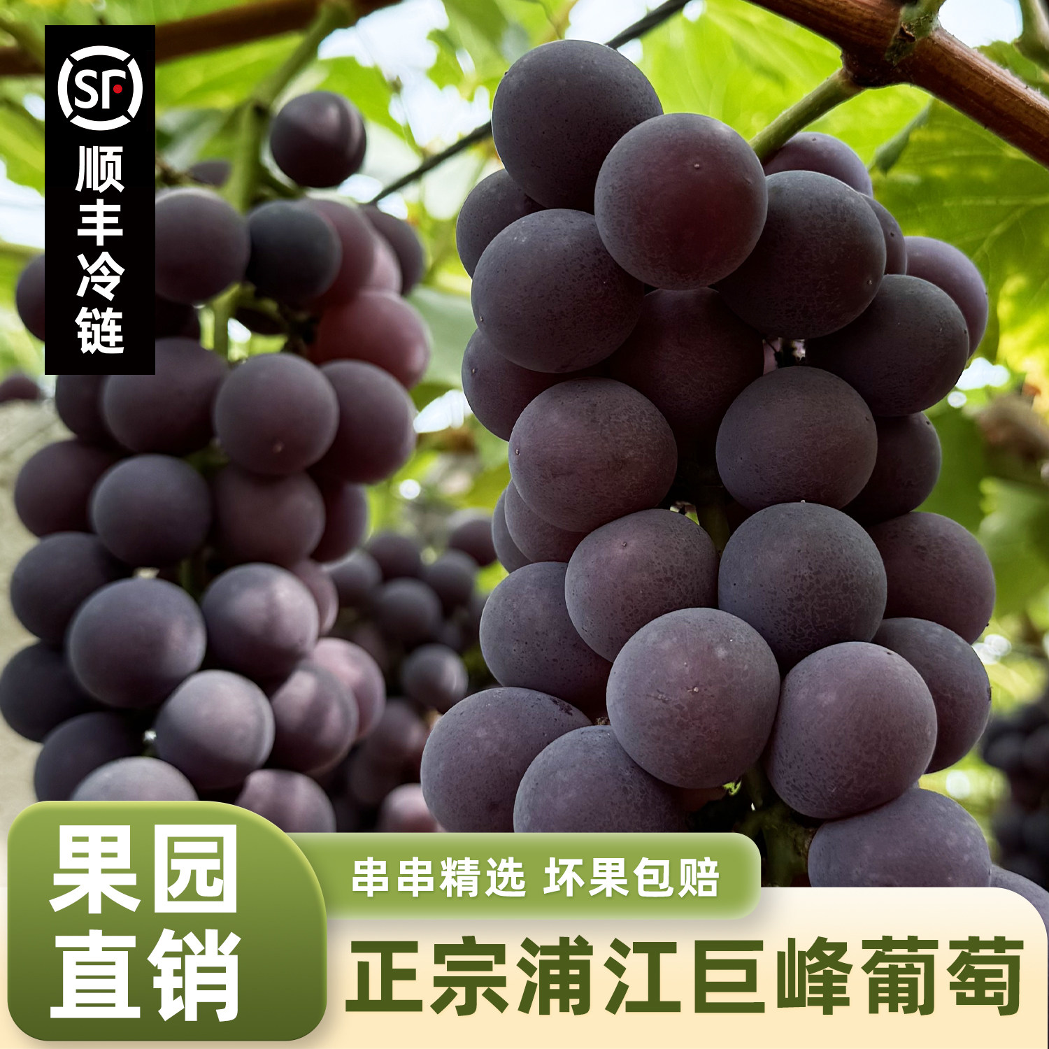顺丰空运浦江巨峰葡萄鲜甜多汁