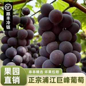 顺丰空运浦江巨峰葡萄鲜甜多汁