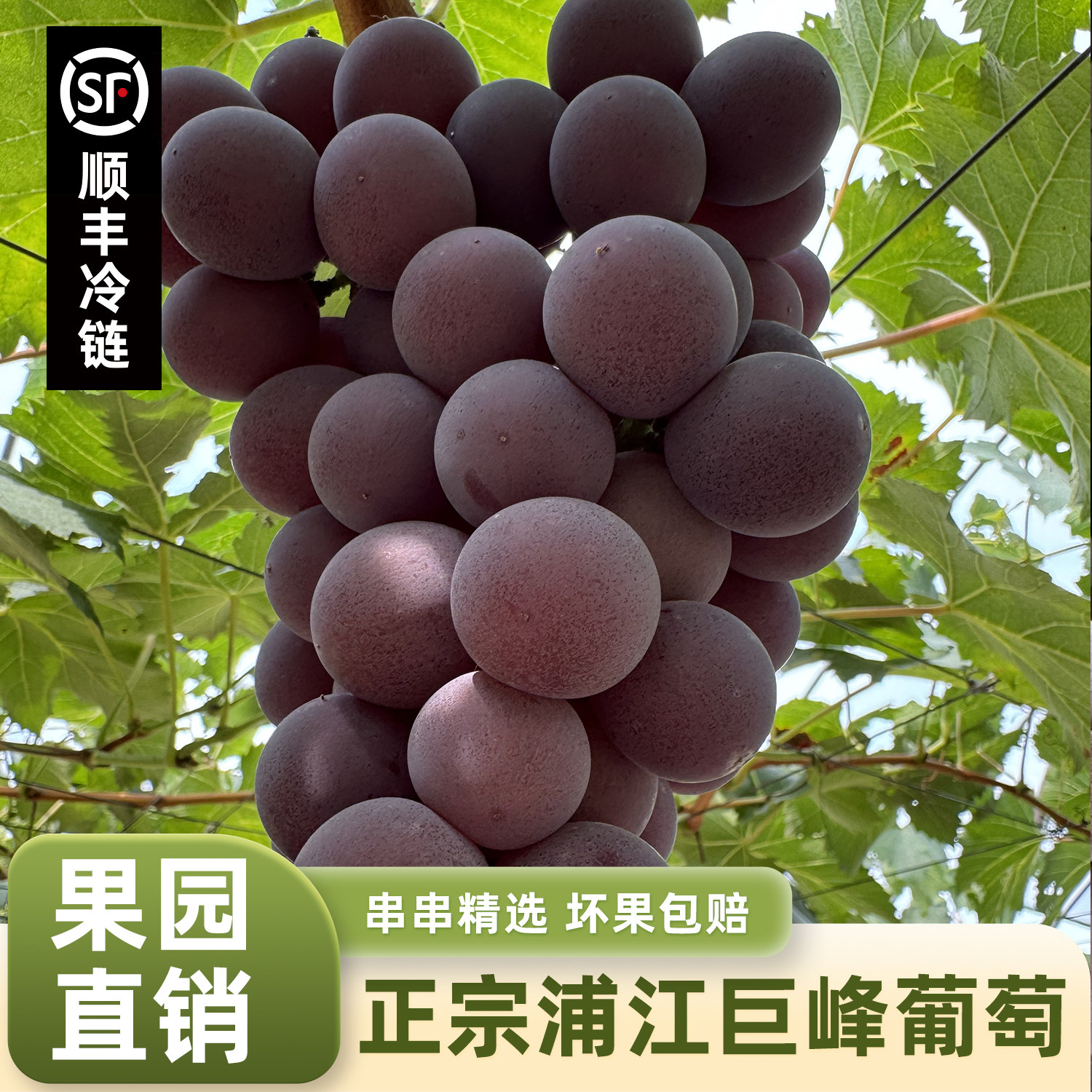 顺丰空运浦江巨峰葡萄鲜甜多汁