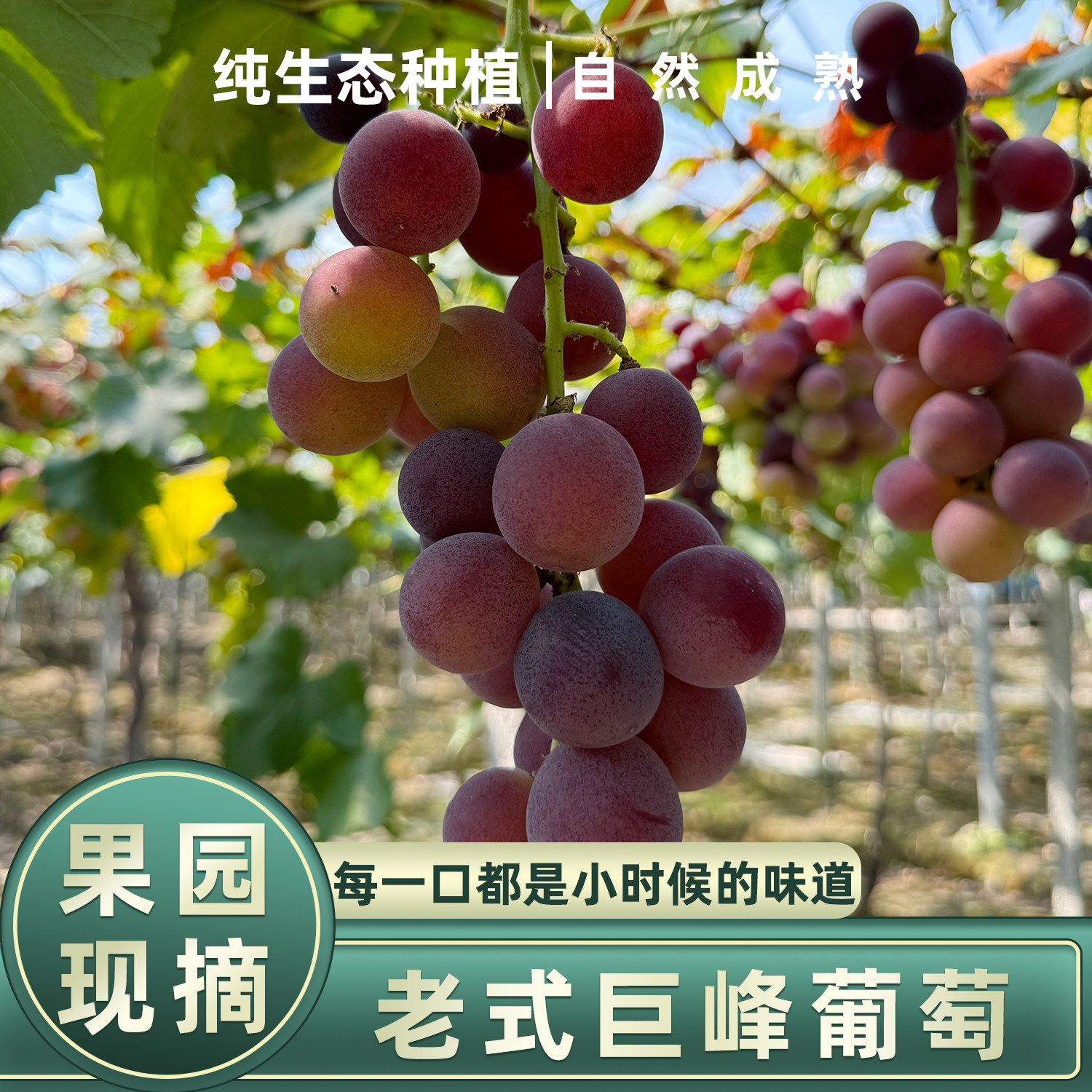 【自然成熟】正宗浦江老式巨峰葡萄鲜果新鲜青红马陆葡萄当季水果