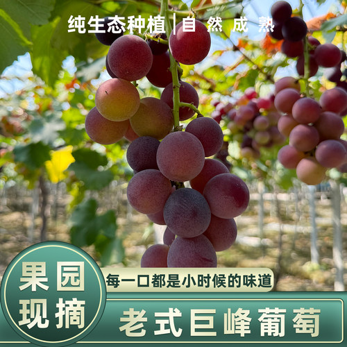 【自然成熟】正宗浦江老式巨峰葡萄鲜果新鲜青红马陆葡萄当季水果