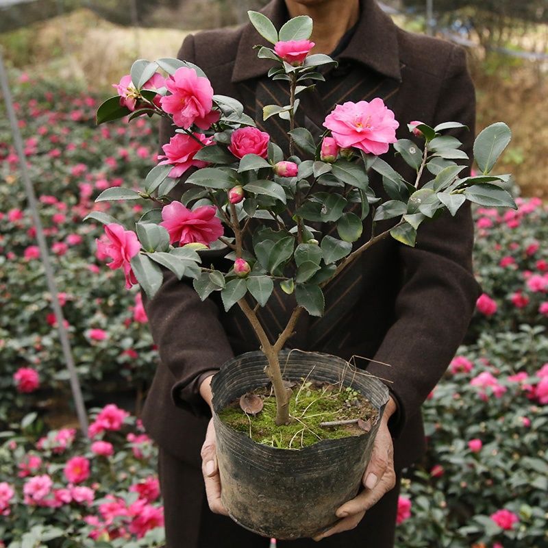 茶梅花苗树小玫红茶梅球带花苞发货山茶花盆栽盆景庭院四季绿植