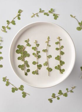 植物押花DIY教学标本6