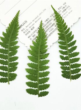 候腿蕨 广豆叶叶片压花台灯 真树叶贴画 植物标本书签 干花妆装饰