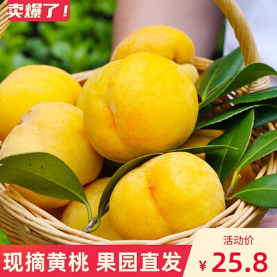 现摘桃黄桃10斤砀山新鲜水果好吃