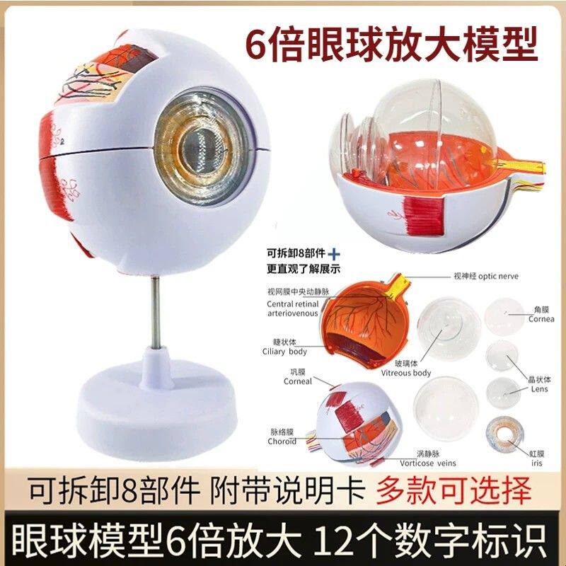 人体眼球仿真模型6倍放大眼睛结构造解剖眼模型教学仪器教具医学