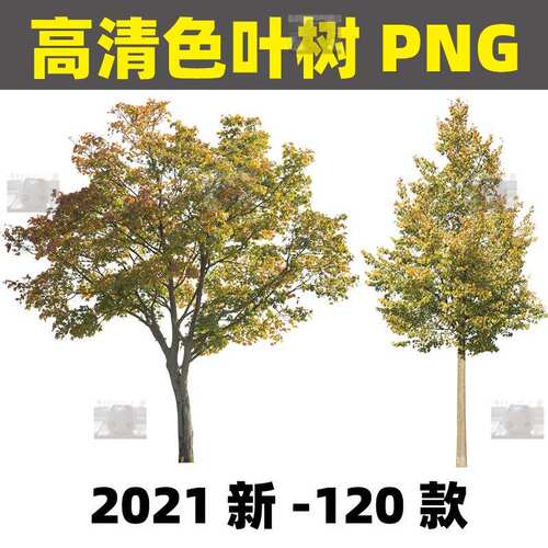 高清PS红黄色叶树乔木植物效果图后期png免扣园林景观拼贴风素材