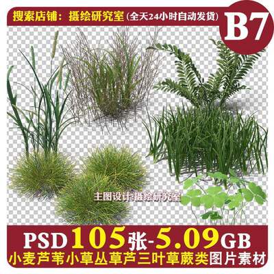 高清园林景观小麦草芦苇小草丛杂草芦三叶草蕨类羊茅植物PSD素材
