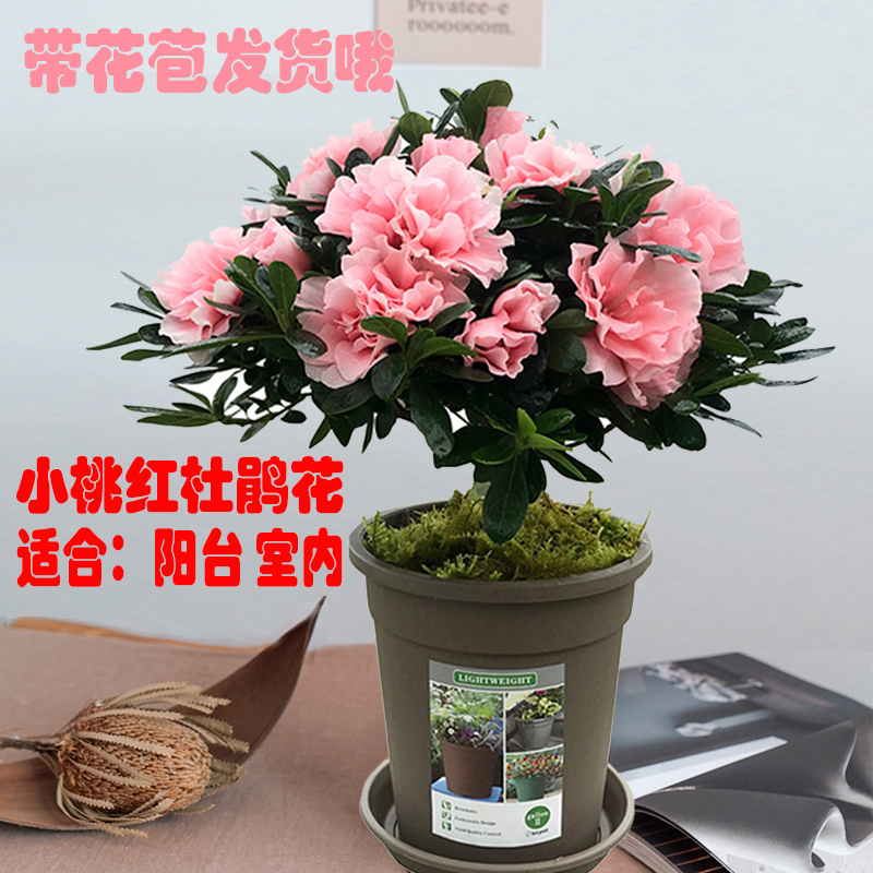 新品西洋杜鹃花苗带花小桃红粉色好看花卉四季开好养室内阳台盆栽