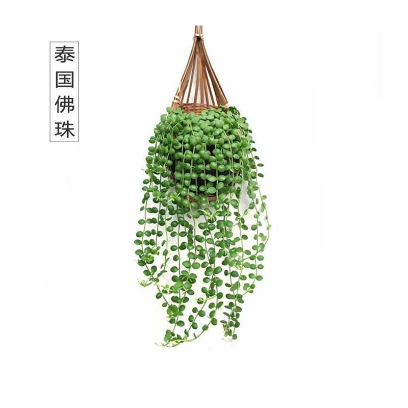 空气凤梨多肉兰花小盆栽手工吊篮垂吊悬挂壁挂植物多用途吊盆阳台图片