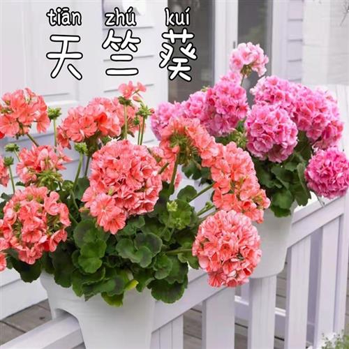 天竺葵花苗盆栽四季垂吊开花直立花卉庭院阳台皇后带花苞好养包邮