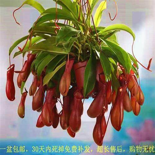 猪笼草捕蝇食虫驱蚊吃虫草绿植物盆栽花卉垂吊兰大苗室内阳台客厅,鲜花速递/花卉仿真/绿植园艺,食虫植物,淘宝优惠券,粉丝福利购,淘宝优惠卷