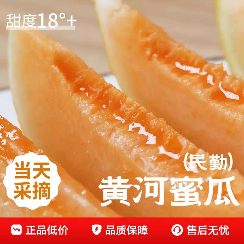 甘肃沙漠黄河民勤蜜瓜现摘新鲜沙漠甜瓜金红宝脆甜多汁当季鲜果