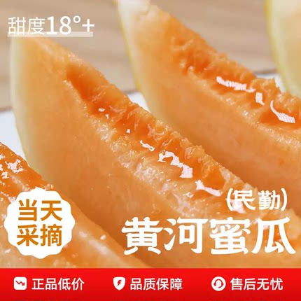 黄河民勤蜜瓜甘肃沙漠现摘新鲜黄河甜瓜金红宝脆甜多汁当季鲜果