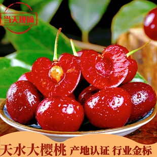 甘肃天水红灯樱桃 5 斤 秦州烟铺现摘露天脆甜大樱桃冷链