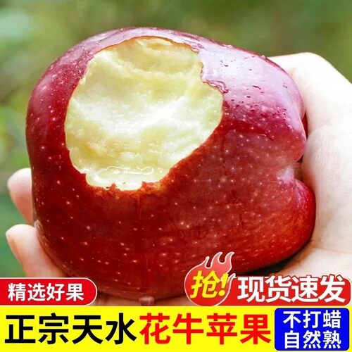 正宗甘肃天水花牛苹果5整箱批发粉面新鲜水果平安果老人沙甜辅食